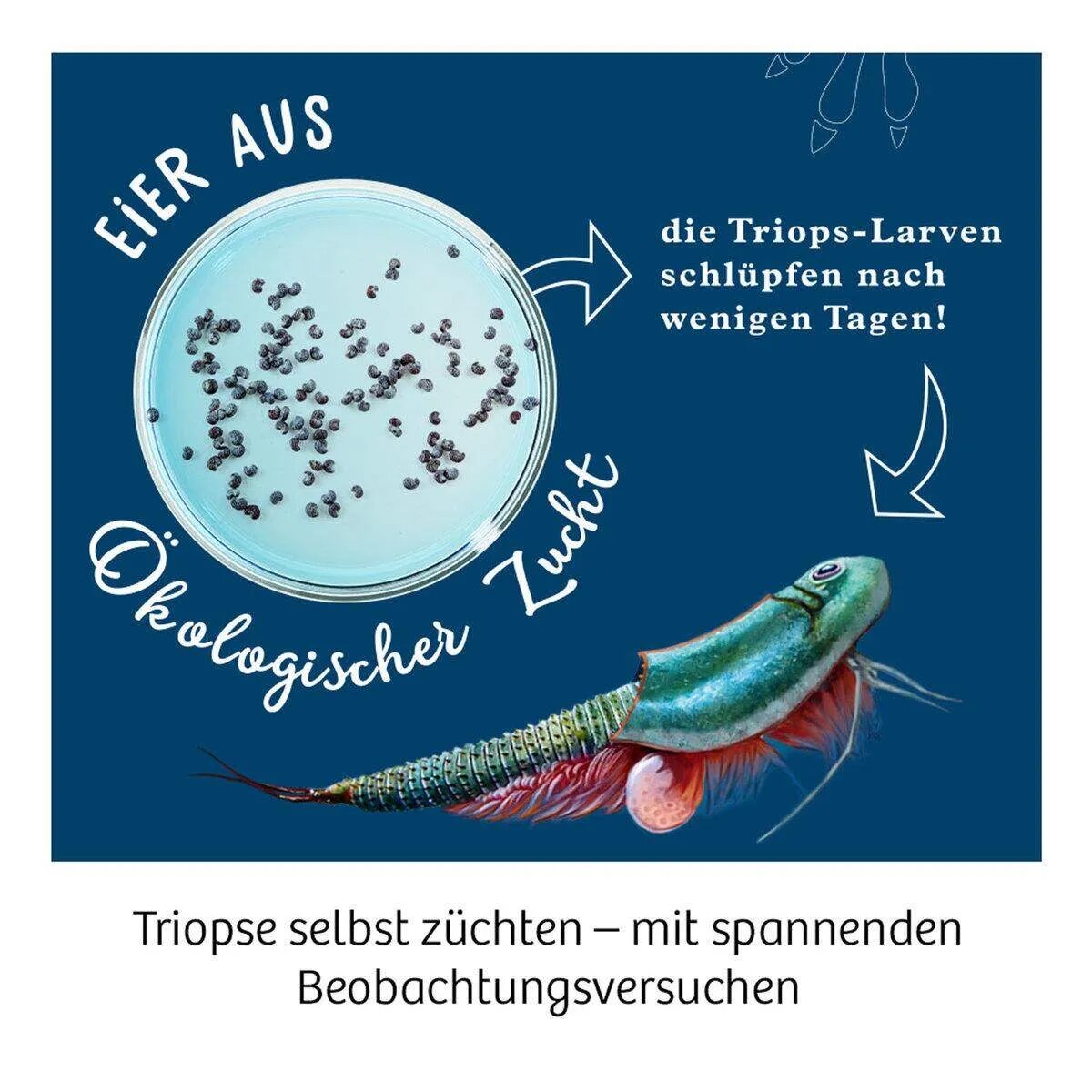 KOSMOS Triops Welt Leben aus der Urzeit