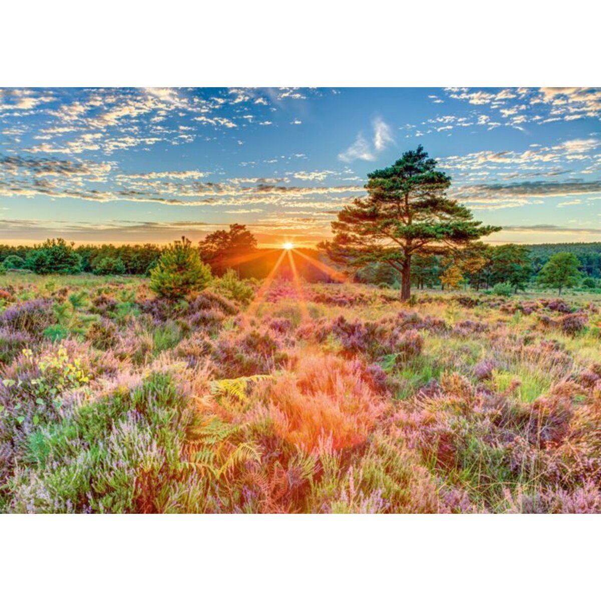 Schmidt Spiele Puzzle - Heide im Sonnenuntergang, 1000 Teile